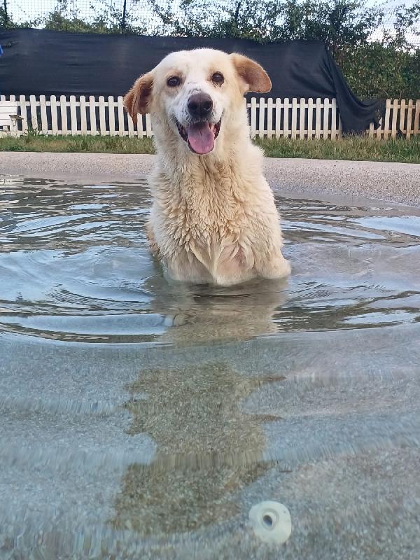 Snoopa, adozione del cuore; adorabile taglia media del 2019 Foto 2